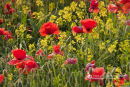 Country Colour