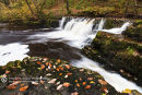 Down Stream