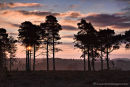 February Sunrise In The New Forest