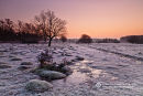 Frosty Start In The Forest