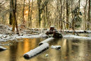 Frozen in the Forest