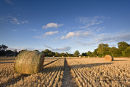 Harvest Time