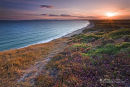 Heather On Hengistbury Head