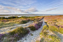Hengistbury Head Heather