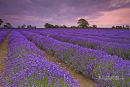 Lavender Light