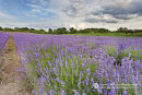 Lavender Lines