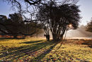 New Day New Forest