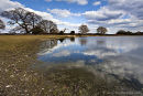New Forest Reflections