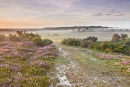 New Forest Summer Mist