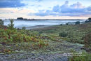 New Forest Summer Mist