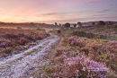 New Forest Summer Sunrise