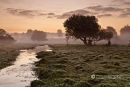 October Mist New Forest