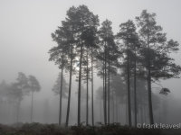 Out Of The Mist
