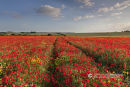 Pathway Through The Poppies