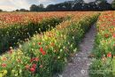 Pathway Through The Poppies