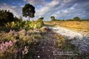 Pines and Paths