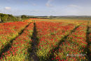 Poppies Which Way Next