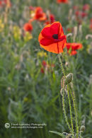 Poppy