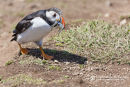 Puffins feeding On Skomer