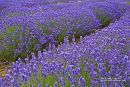 Purple Drift