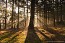 Sunbeams