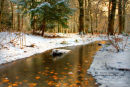 Winter In The New Forest