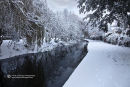 Winter Walk