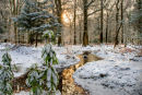 Winter Wonderland
