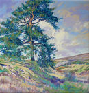 Pine on Lastingham Moor