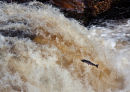 Leaping salmon