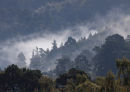 Misty forests