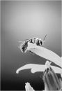 Bee on flower