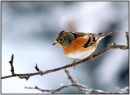 Brambling