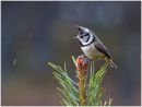 Crested tit