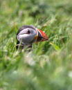 Puffin in grass