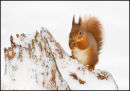 Red squirrel on snowy stump