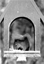 Red squirrel