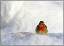 Robin on snow