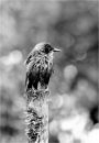 Scruffy starling
