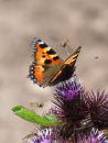 Small tortoiseshell