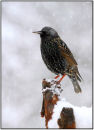 Starling in snow