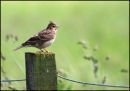 Skylark on fence