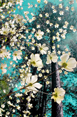 Dogwood