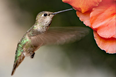 Humming bird