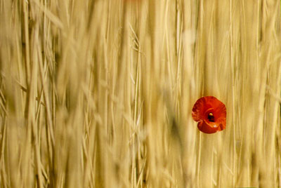 Poppy