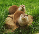 Asian otters