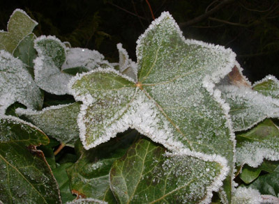 Frosted ivy leaves