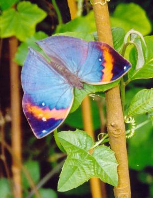 Indian leaf butterfly
