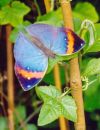 Indian leaf butterfly