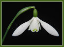 Snowdrop